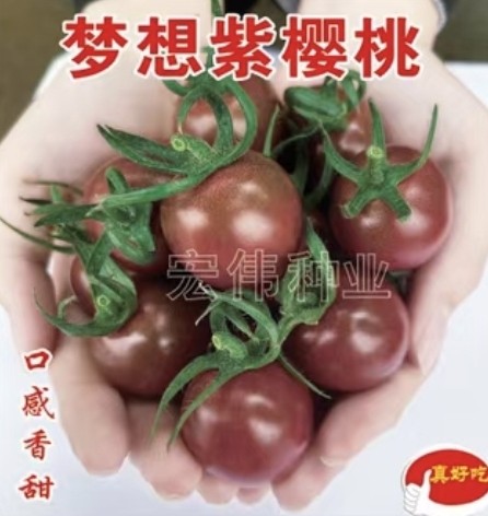 抗TY梦想紫樱桃番茄种子4粒8元口感香抗病满28元包邮