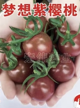 抗TY梦想紫樱桃番茄种子4粒8元口感香抗病满28元包邮