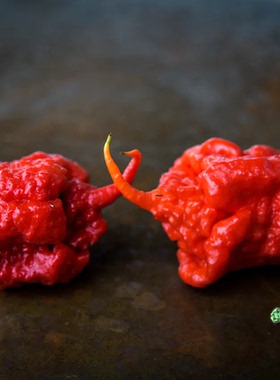 卡罗莱纳死神辣椒种子Carolina Reaper变态辣 4粒8元满28元包邮