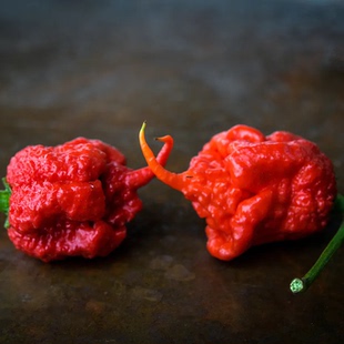 卡罗莱纳死神辣椒种子Carolina Reaper变态辣 4粒8元满28元包邮