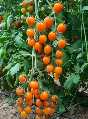 F1  香芒皇后小番茄种子3粒13.9元橙色小果满28元包邮