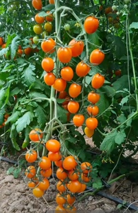 包邮 橙色小果满28元 香芒皇后小番茄种子3粒13.9元