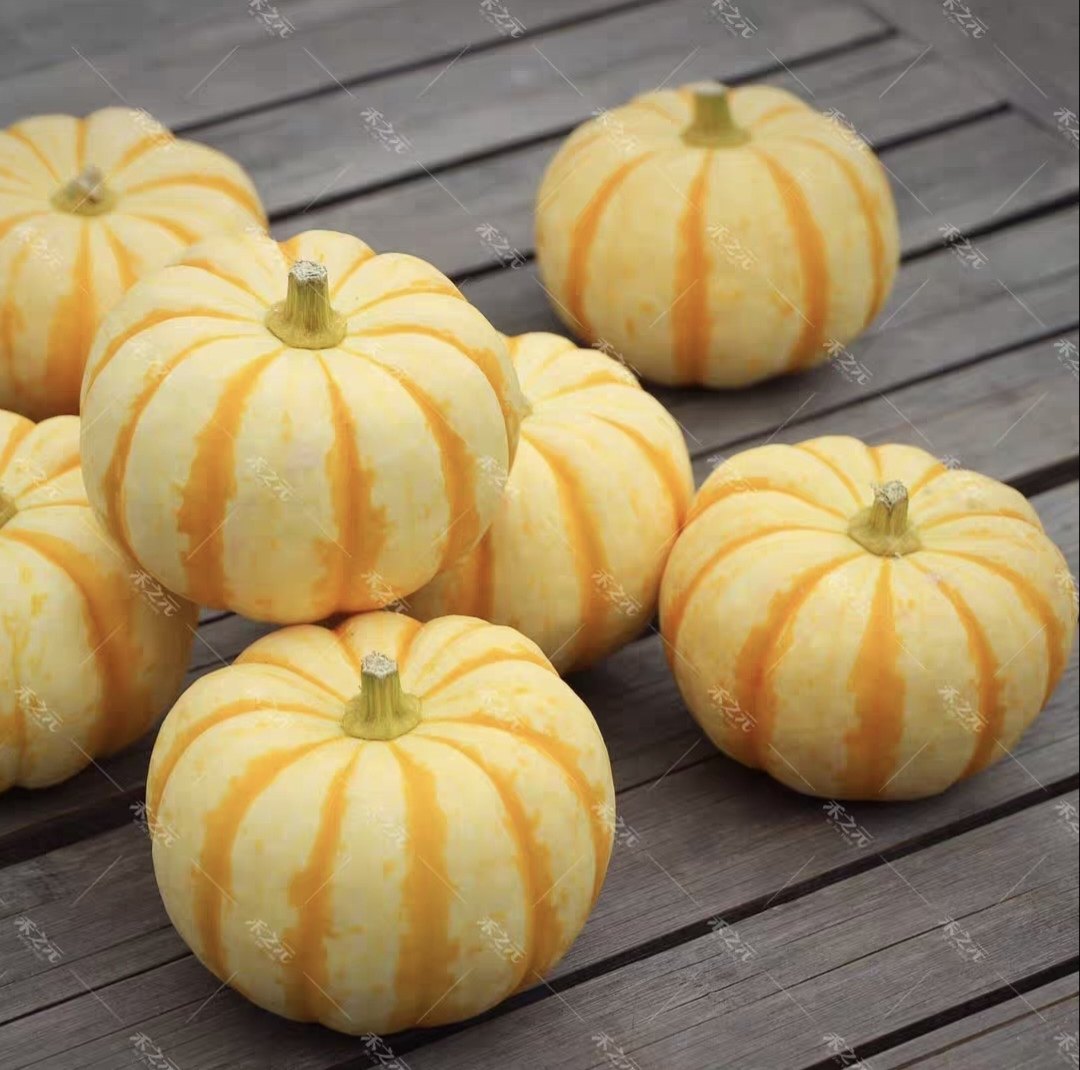 金贝贝南瓜种籽迷你板栗小南瓜菜园早熟南瓜籽5粒4元原厂彩包,农用物资,农技服务,淘宝优惠券,粉丝福利购,淘宝优惠卷