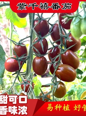 朱古力（紫千禧）紫色樱桃番茄种子10粒6元酸甜可口阳台盆栽
