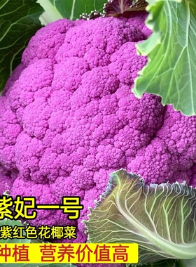 紫色花椰菜种籽 约300粒4.9元 原厂包装含花青素满28元包邮