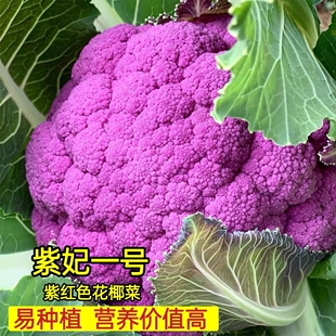 含花青素满28元 紫色花椰菜种籽 约300粒4.9元 原厂包装 包邮