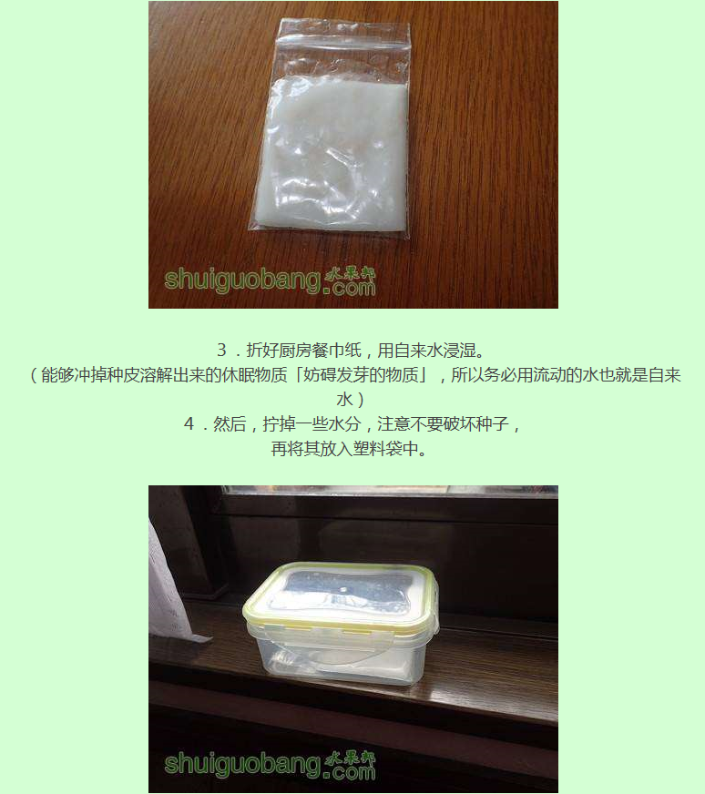 番茄种子催芽的方法(适合新手学习)