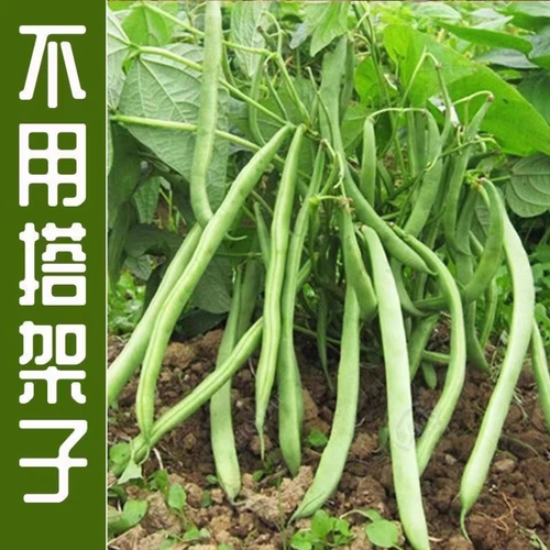F1揭阳农研揭美8号地豆种子10克4.6元原厂彩包满28元包邮