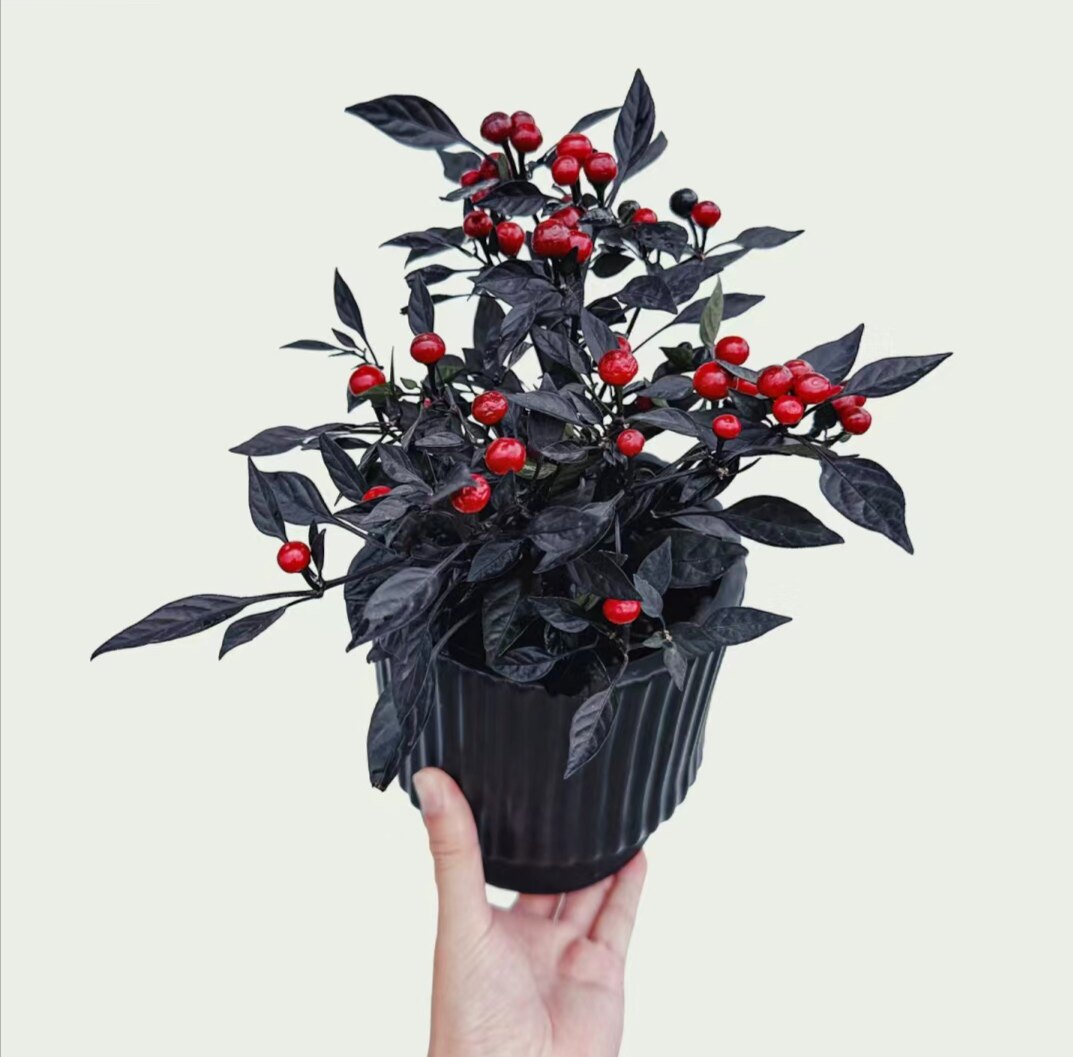 矮株型黑珍珠辣椒种子capsicum annuum l.3粒4元辣度高满28元包邮