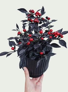 矮株型黑珍珠辣椒种子Capsicum Annuum L.3粒5元辣度高满28元包邮