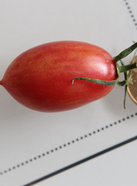 美国传家宝小番茄种子罗莎（玫瑰衫）maglia rosa  自封顶10粒8元