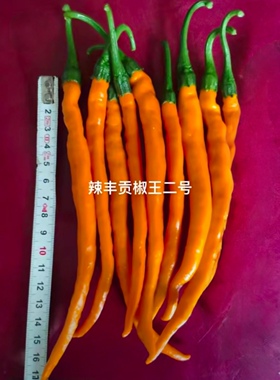 F1辣丰贡椒王二号辣椒种子10粒2.8元金黄色线椒满28元包邮