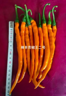 F1辣丰贡椒王二号辣椒种子10粒2.8元金黄色线椒满28元包邮