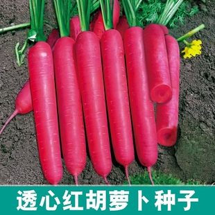 汉中透心红胡萝卜种子4克3.9元原厂彩包秋季播种紫红色水果胡萝卜