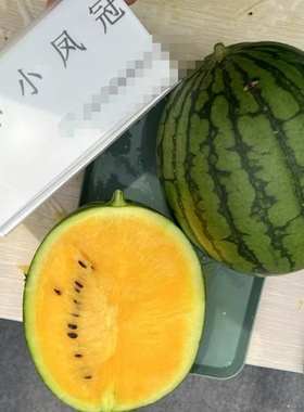 金申小凤冠西瓜种子3粒5元橙色果肉礼品西瓜种子满28元包邮