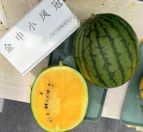 金申小凤冠西瓜种子3粒5元橙色果肉礼品西瓜种子满28元包邮