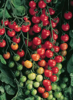 F1  美国超甜100番茄种子Supersweet 100   3粒6.9元（28元包邮）