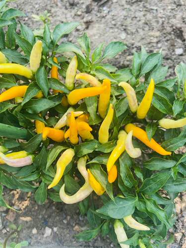 杜美莎辣椒种子5粒6.8元满28元包邮