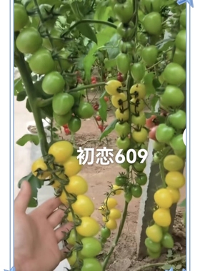 F1 抗TY梦想初恋609番茄种子5粒5.3元原包分装带果香口感好串收