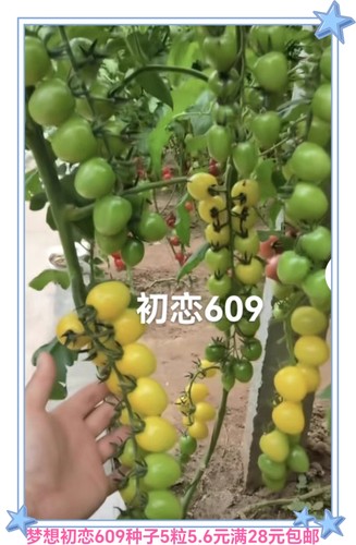 F1 抗TY梦想初恋609番茄种子5粒5.3元原包分装带果香口感好串收