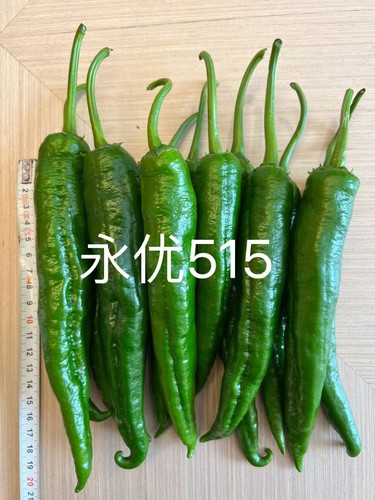 F1永优515辣椒种子10粒3元麻点尖椒微辣皮薄满28元包邮