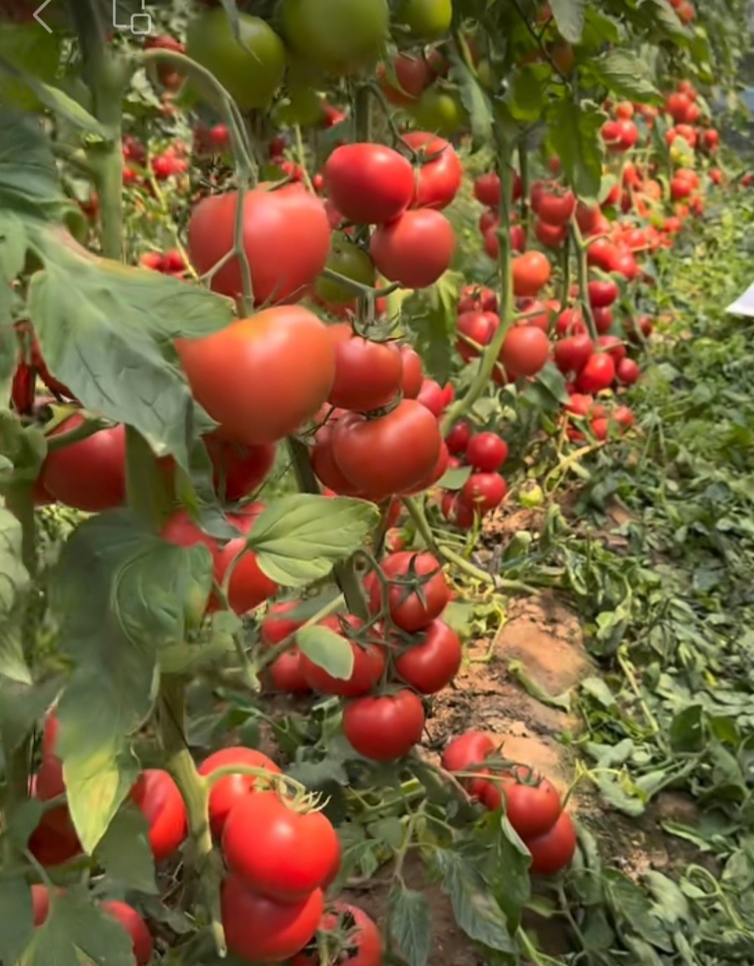 F1  抗TY豫艺富豫413大口感番茄种子5粒4元满28元包邮要催芽