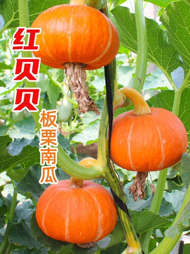 红宝贝贝南瓜种子10粒6元红贝贝南瓜粉糯香甜28元包邮