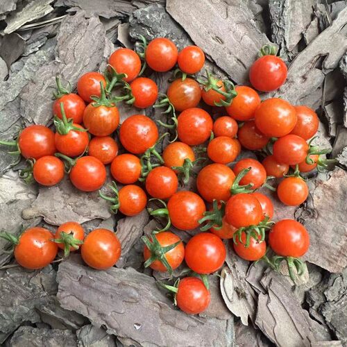 多花垂蔓型番茄种子成百上千  10粒6元 免修剪品种  满28元包邮