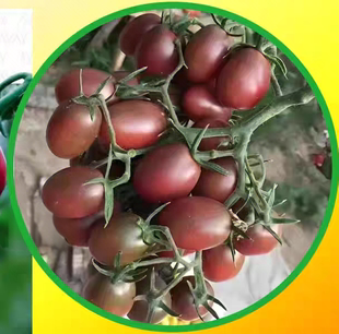 棕紫色口感玲珑樱桃番茄种子 微萌紫小可1号小番茄种籽5粒4.9元