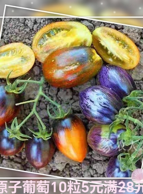13传家宝番茄种子原子葡萄Brad's Atomic Grape5粒5元满28元包邮