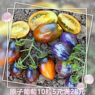 包邮 Atomic 满28元 Grape5粒5元 13传家宝番茄种子原子葡萄Brad