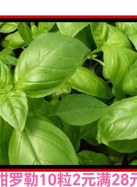 香草合集甜罗勒柠檬紫色罗双面紫苏日本大叶绿苏赤香紫苏莳萝