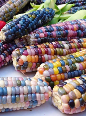 传家宝宝石玉米Glass Gem Corn30粒5元 大小粒品种混合28元包邮