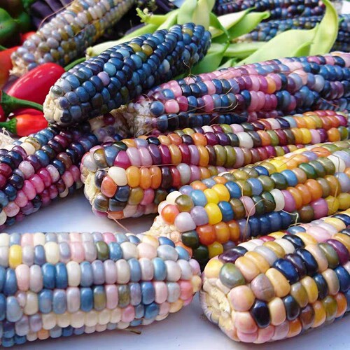 传家宝宝石玉米Glass Gem Corn30粒5元 大小粒品种混合28元包邮