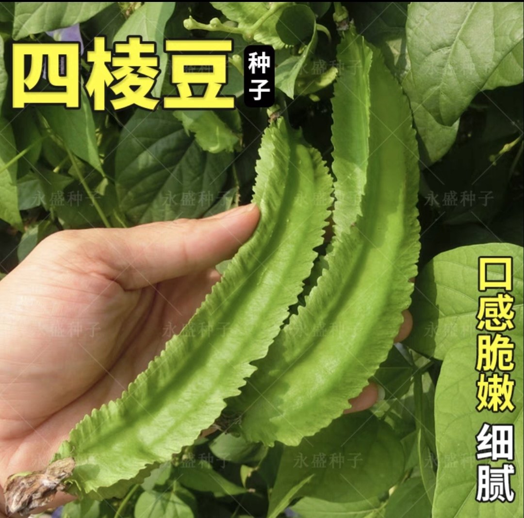 四棱豆种子 10粒3.9元 四角皇帝豆子春秋四季播蔬菜 原包满28包邮