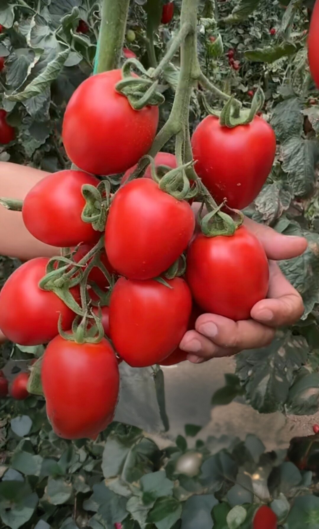 F1  抗TY豫艺红罗曼番茄种子5粒4元沙瓤可撕皮满28元包邮要催芽