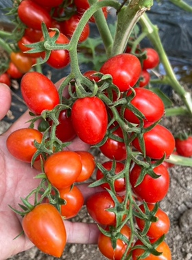 F1抗TY法国莱特红1号小番茄种子5粒7元串收玲珑番茄28元包邮