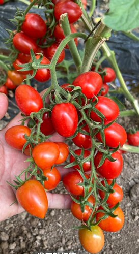 F1抗TY法国莱特红1号小番茄种子5粒7元串收玲珑番茄28元包邮