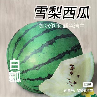 F1雪梨西瓜种子 绿皮白瓤西瓜特色西瓜满28元 包邮 5粒3.9元