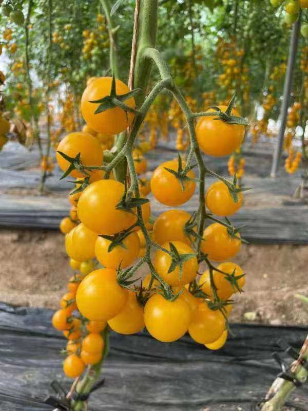 抗TY欧秀黄樱小番茄种子5粒4元温州农科院育种满28元包邮