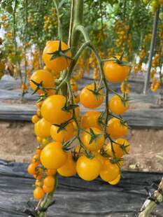 包邮 抗TY欧秀黄樱小番茄种子5粒5.6元 温州农科院育种满28元
