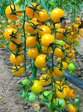 F1 抗TY黄色小番茄种子妮可5粒5元满28元包邮