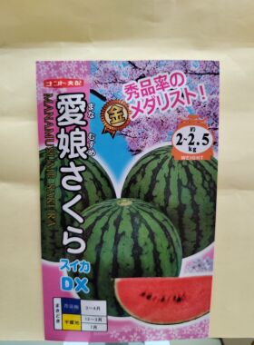 F1日本爱娘DX西瓜种子5粒3元杂交一代礼品小西瓜籽满28元包邮