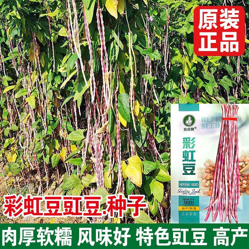 彩虹花豇豆种子20粒3元彩色特长豆角种籽春秋红豆耐热耐湿耐老化