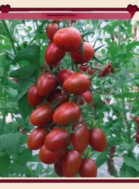 蜜莉紫色樱桃番茄种子 5粒5.8元原包分装F1满28元包邮