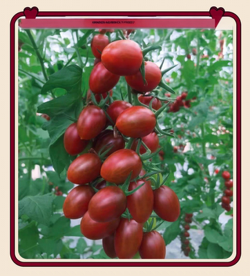 蜜莉紫色樱桃番茄种子 5粒5.8元原包分装F1满28元包邮