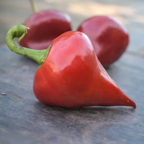 传家宝乐夏森林甜椒Lesya 种子4粒9元 香甜多汁肉厚 满28元包邮