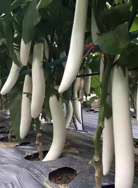 杂交白雪公主白色长茄种子  20粒3元 简装 春季菜园