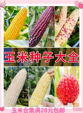 玉米籽合集农科糯336斯达糯44金银水果黑糯黄糯白糯彩甜糯玉米籽