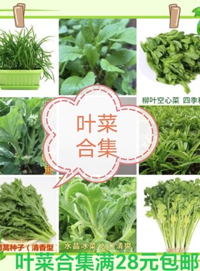 叶菜合集木耳菜冰菜生菜油麦菜芹菜菜心奶白菜生菜碗豆苗满28包邮